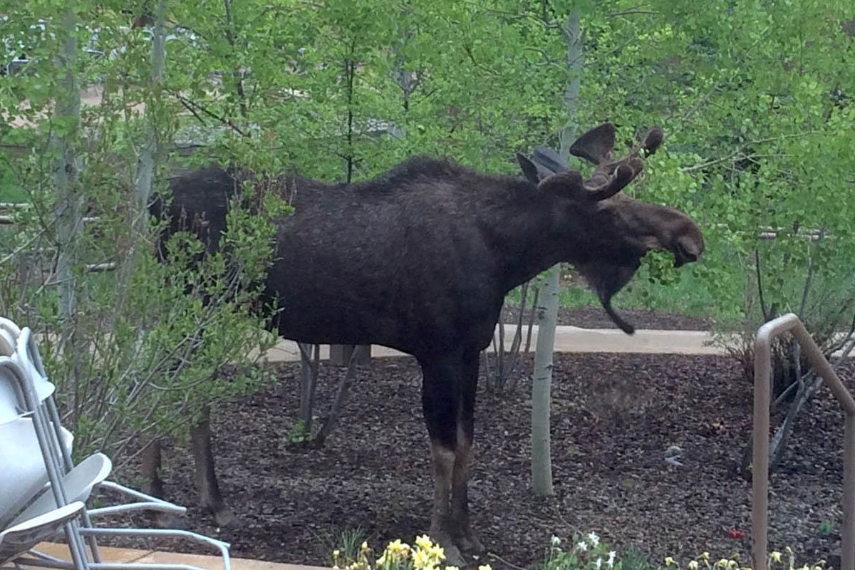 Moose