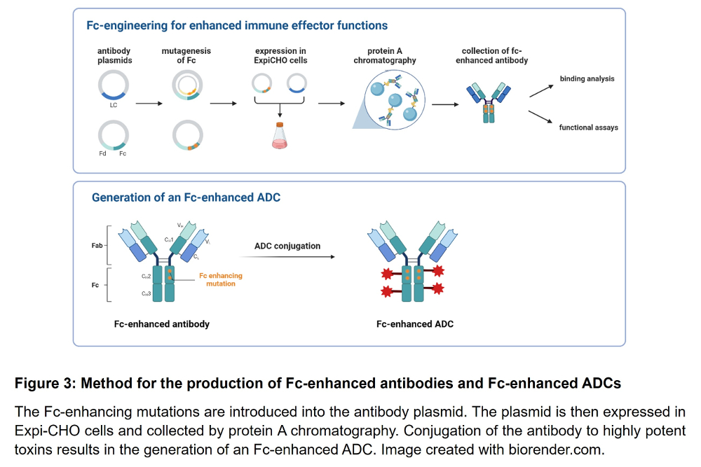 Figure 3: Method for the production of Fc-enhanced antibodies and Fc-enhanced ADCs