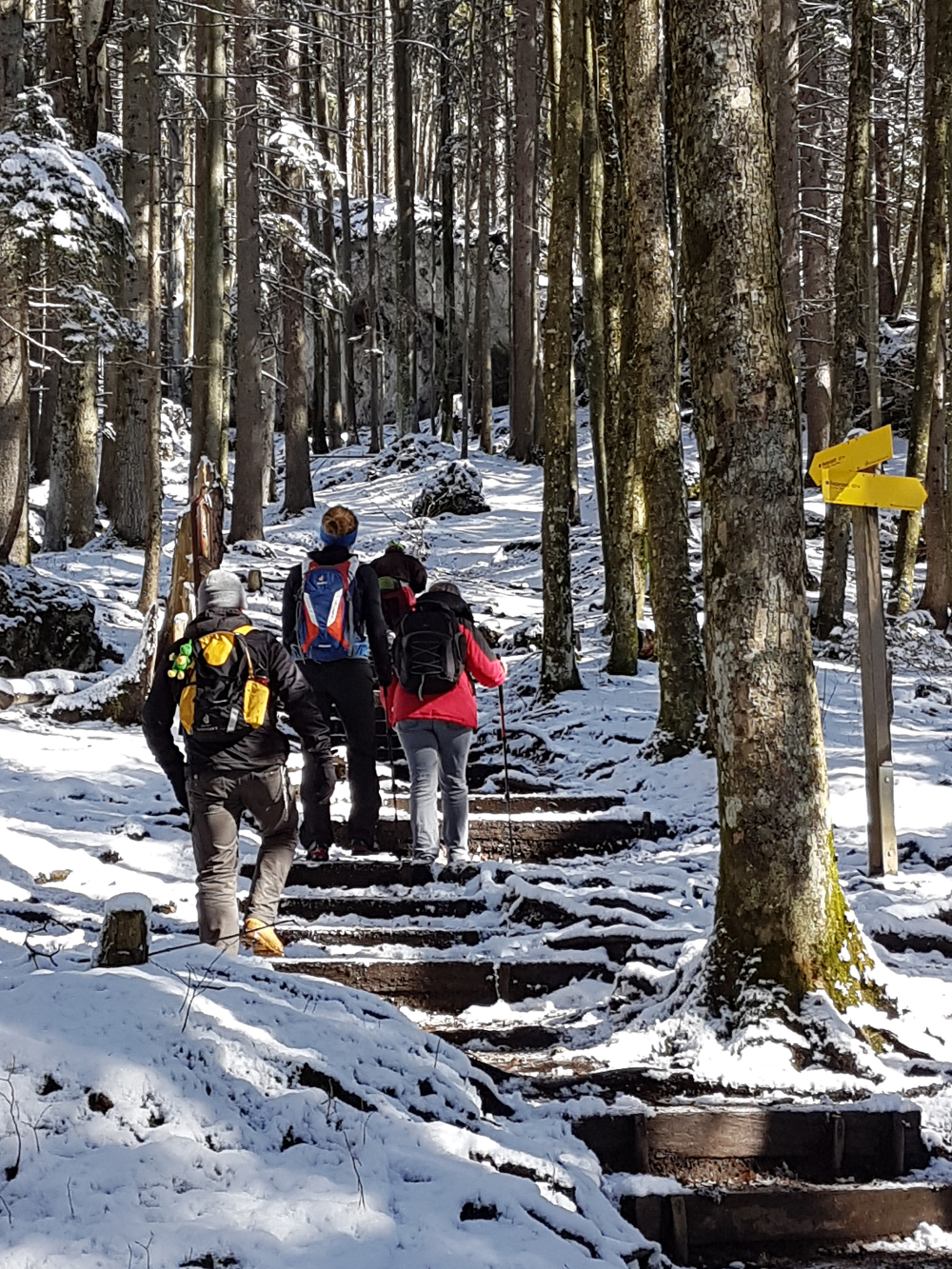 Bild: Draußen Aktiv-Programm-Teilnehmer beim Winterwandern im Wald