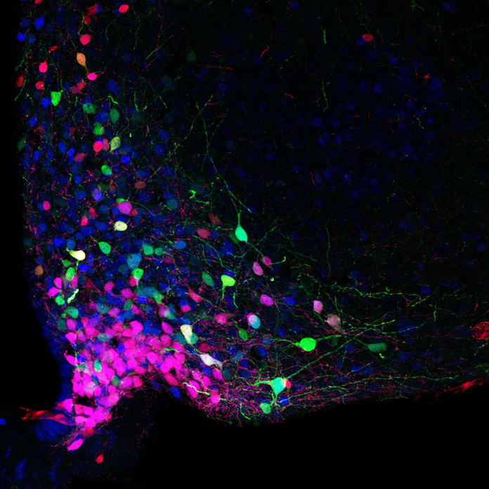 CITED1 (BLUE), POMC (GREEN) AND LEPTIN RECEPTOR (RED) IMMUNOREACTIVITY IN THE ARCUATE HYPOTHALAMUS. CITED1 (BLUE), POMC (GREEN) AND LEPTIN RECEPTOR (RED) IMMUNOREACTIVITY IN THE ARCUATE HYPOTHALAMUS.