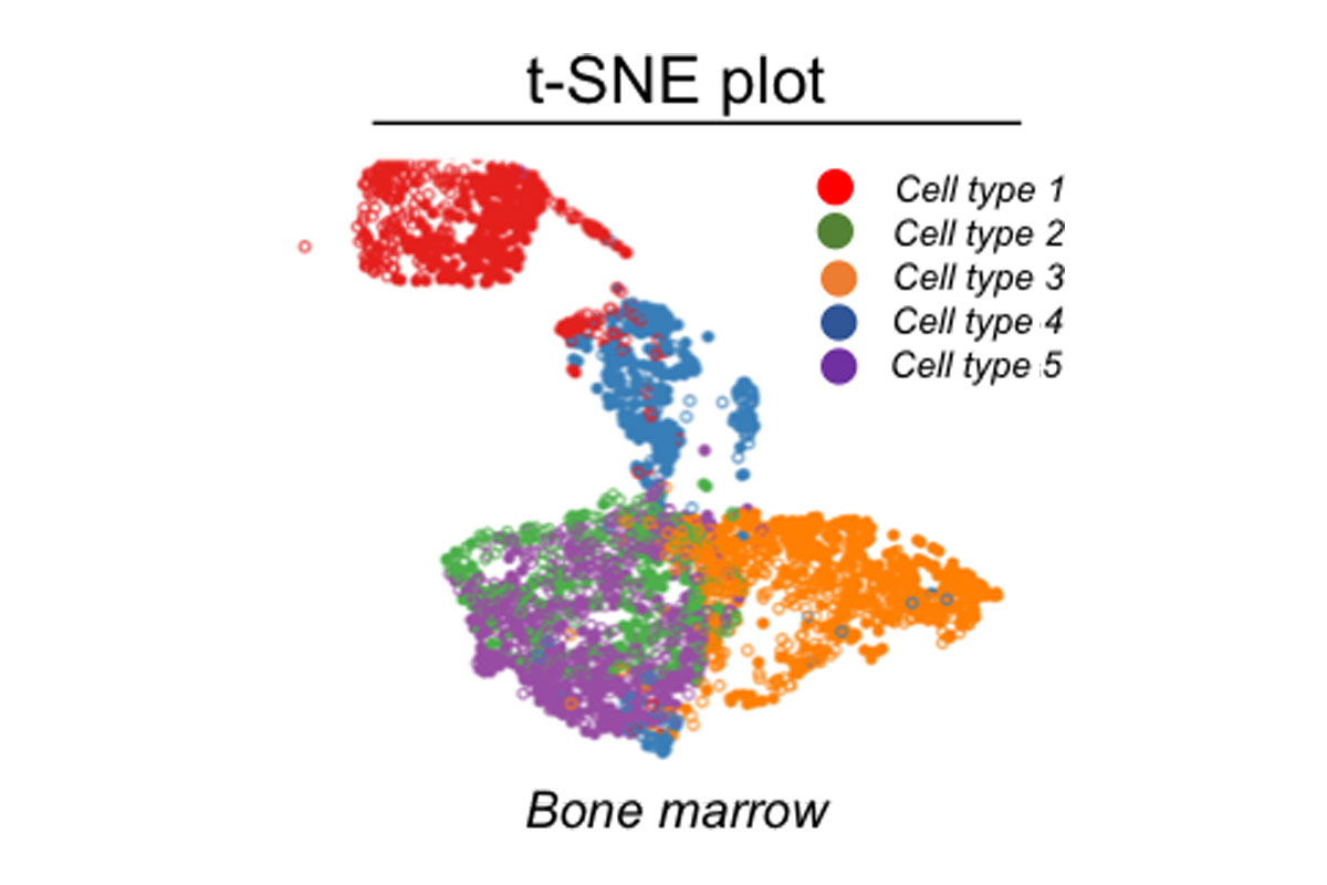 t-SNE plot