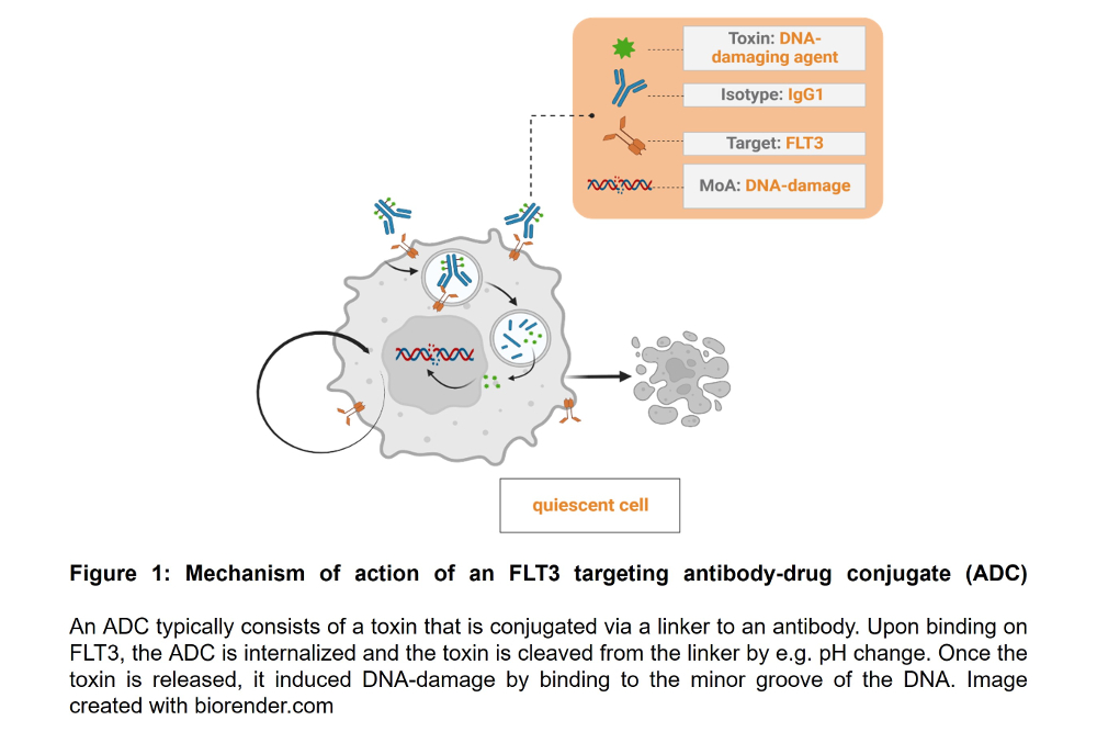Figure 1: Mechanisms of action of an FLT3 targeting antibody-drug conjugate (ADC)