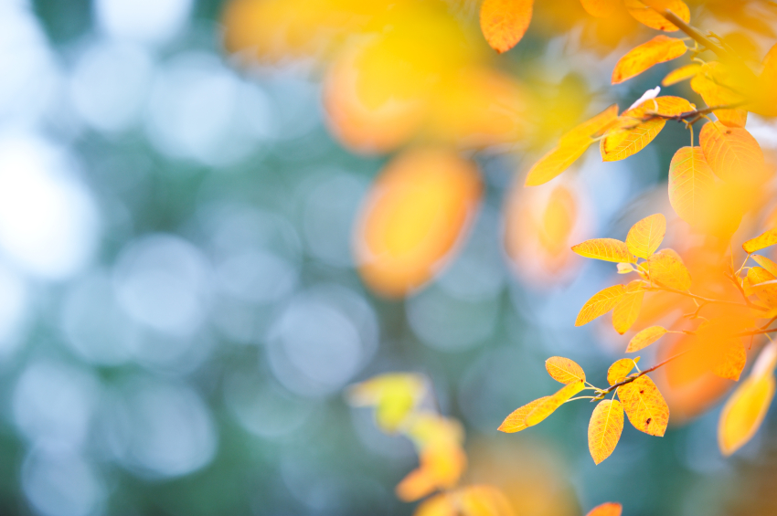Bild: Blätter im Herbst