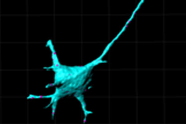 Bareyre Lab Figure