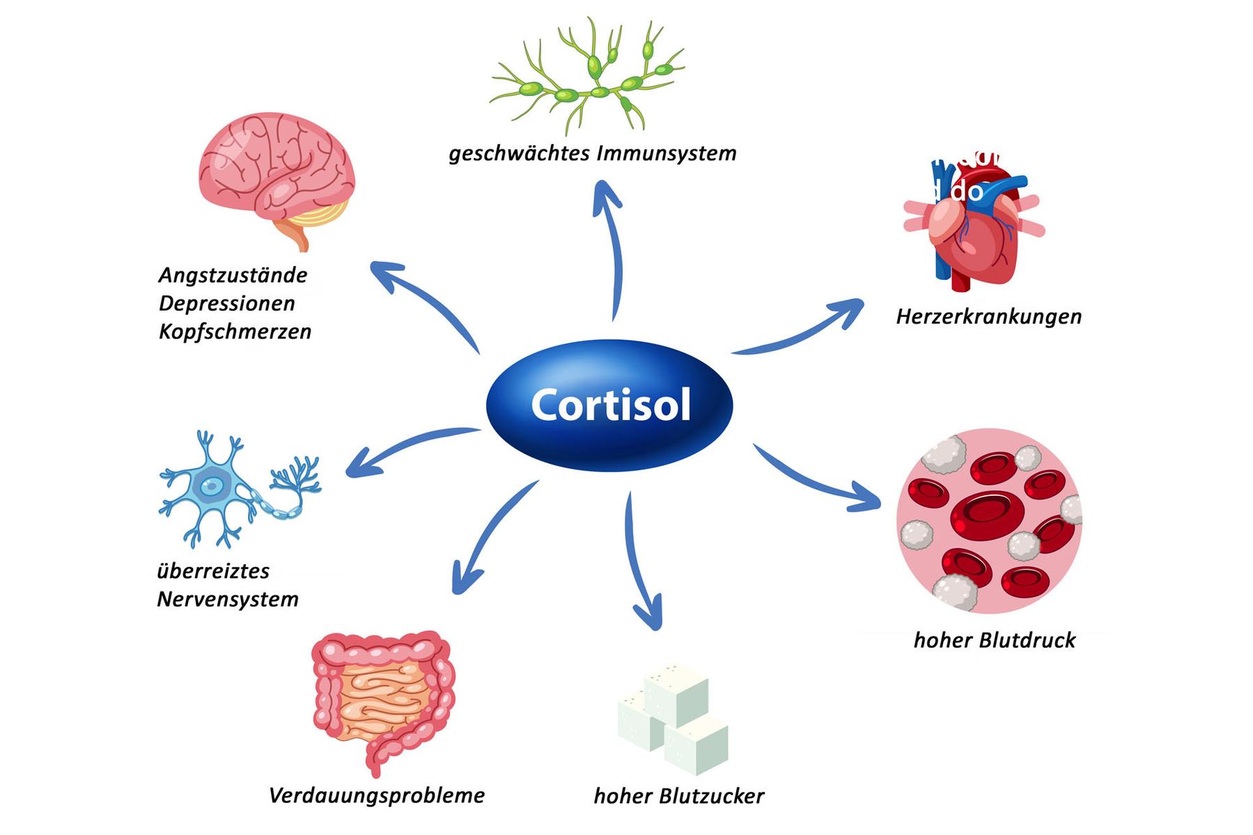 Grafik zum Einfluss von Cortisol