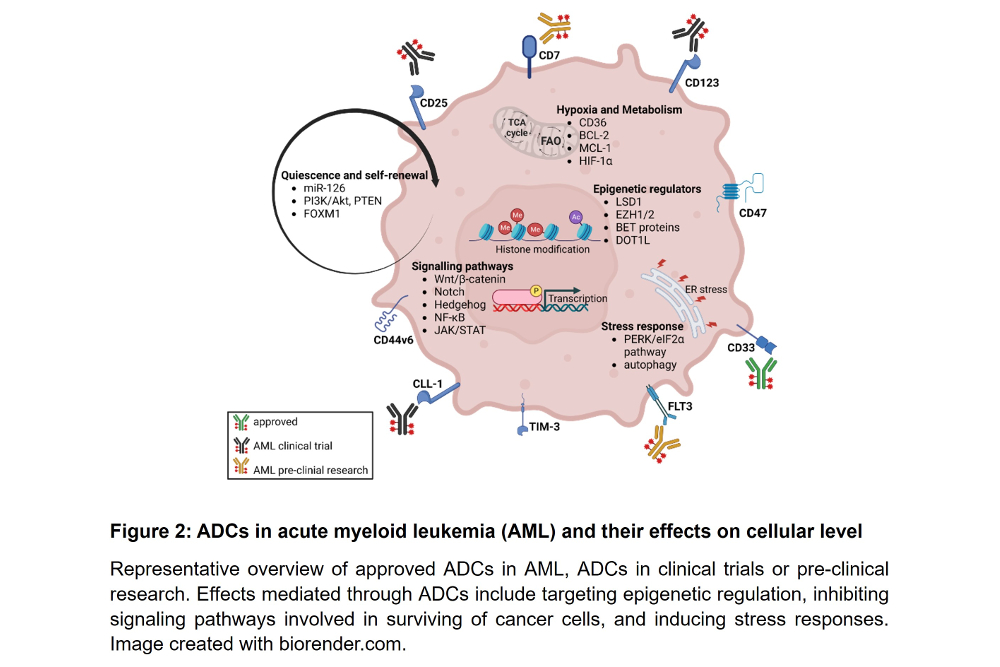 Figure 2: ADCs in acute myeloid leukemia (AML) and their effects on cellular level