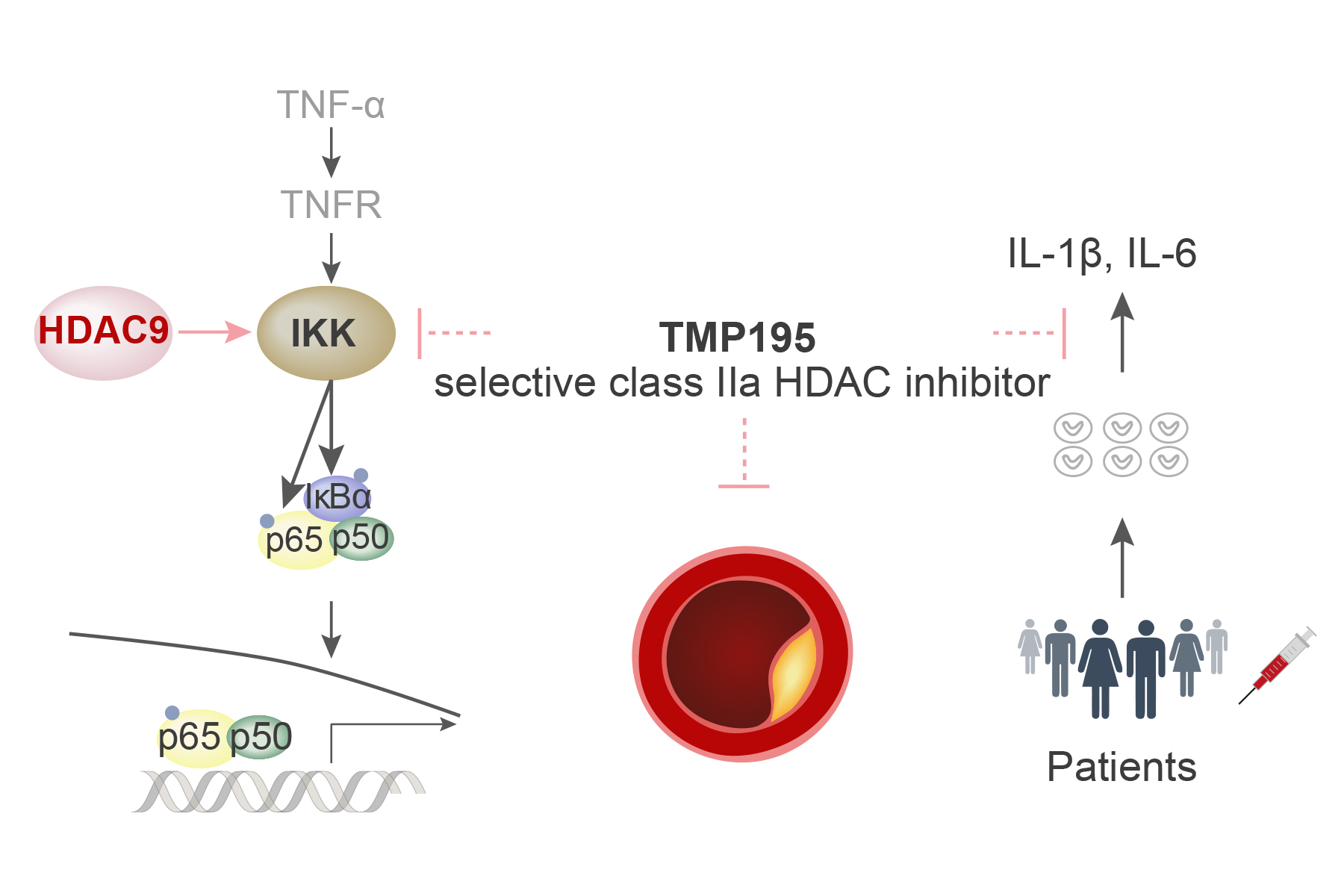 HDAC9