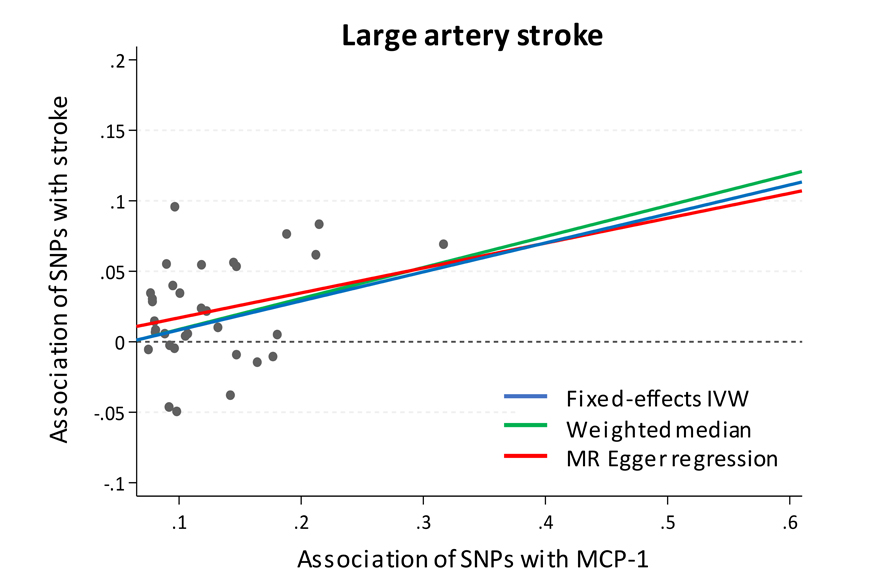 Role of Monocyte Chemo-attractant Protein-1 in stroke