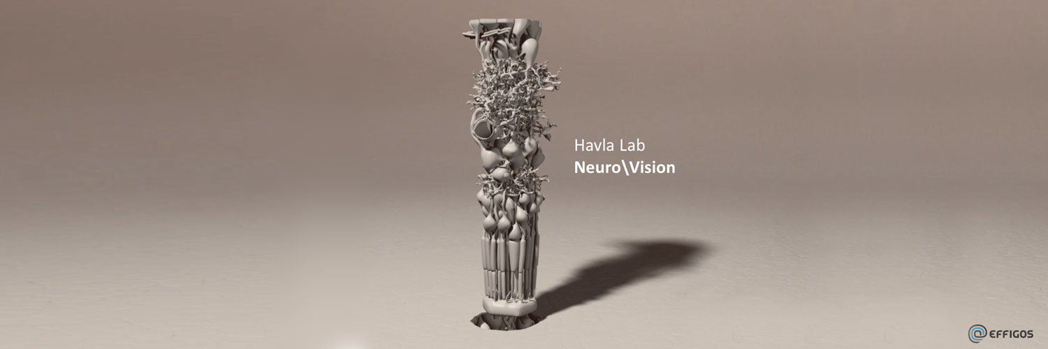 3D visualization of the structural organization of the retina (EFFIGOS; NeuroVisionLab)