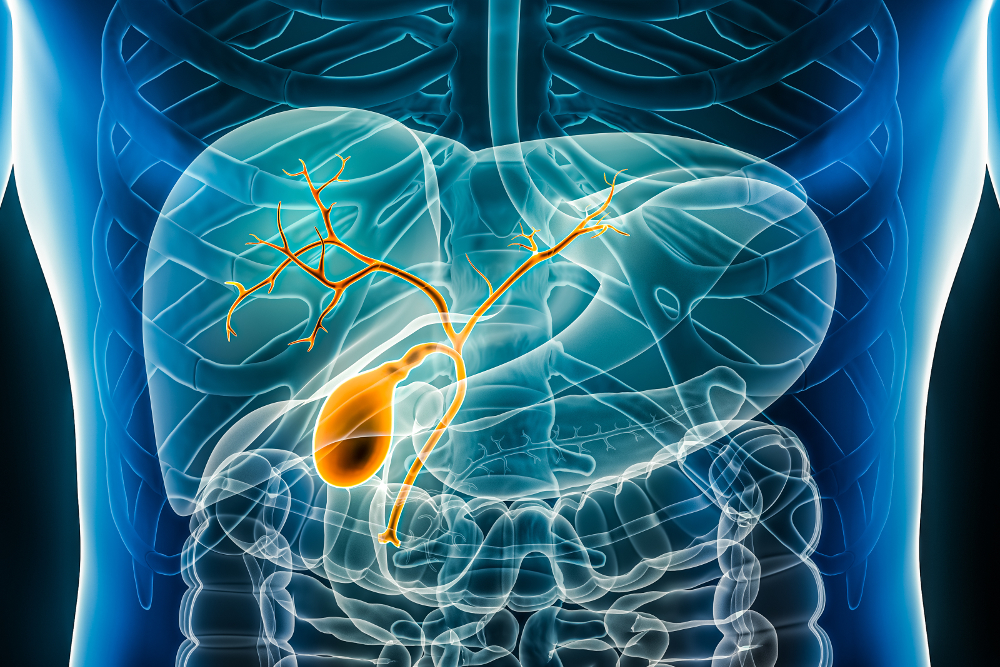 Anatomie Gallenblase mit Gallengang und Gallenbaum, 3D-Rendering Illustration