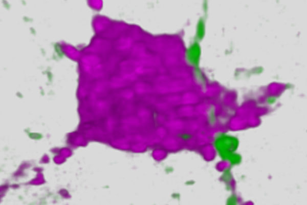 Bareyre-Lab-Image