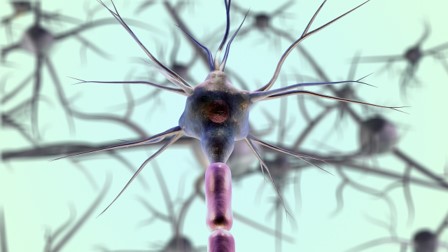Neuron