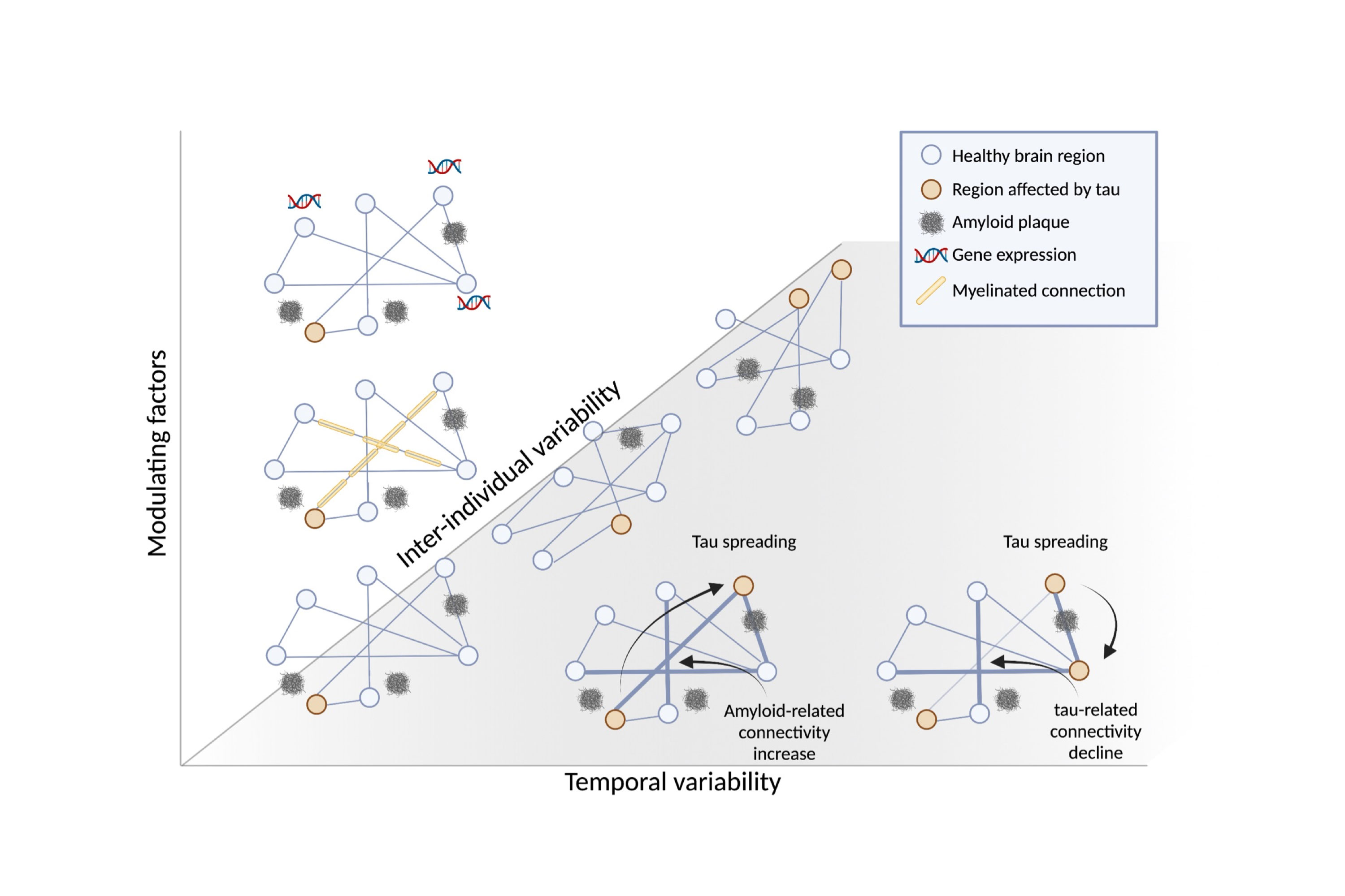 The next generation of connectome-based approaches to model tau: Integrating dynamic brain changes over time and factors of tissue vulnerability. (adopted from Vogel et al. doi: 10.1038/s41583-023-00731-8).