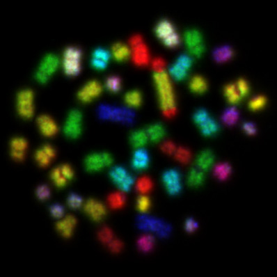 Multi-Color-FISH (m-FISH): Verfahren zur farblichen Darstellung aller Chromosomen