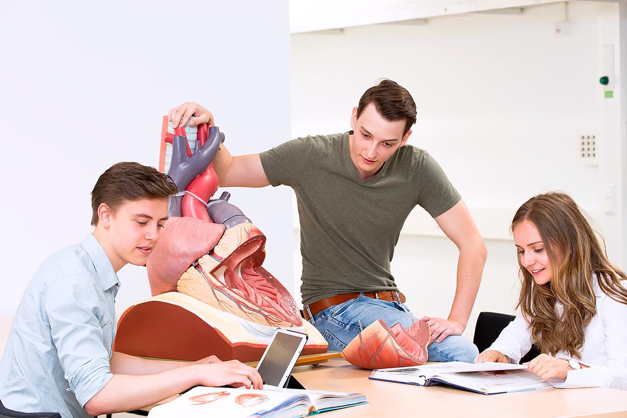 Medizinstudierende lernen am Modell