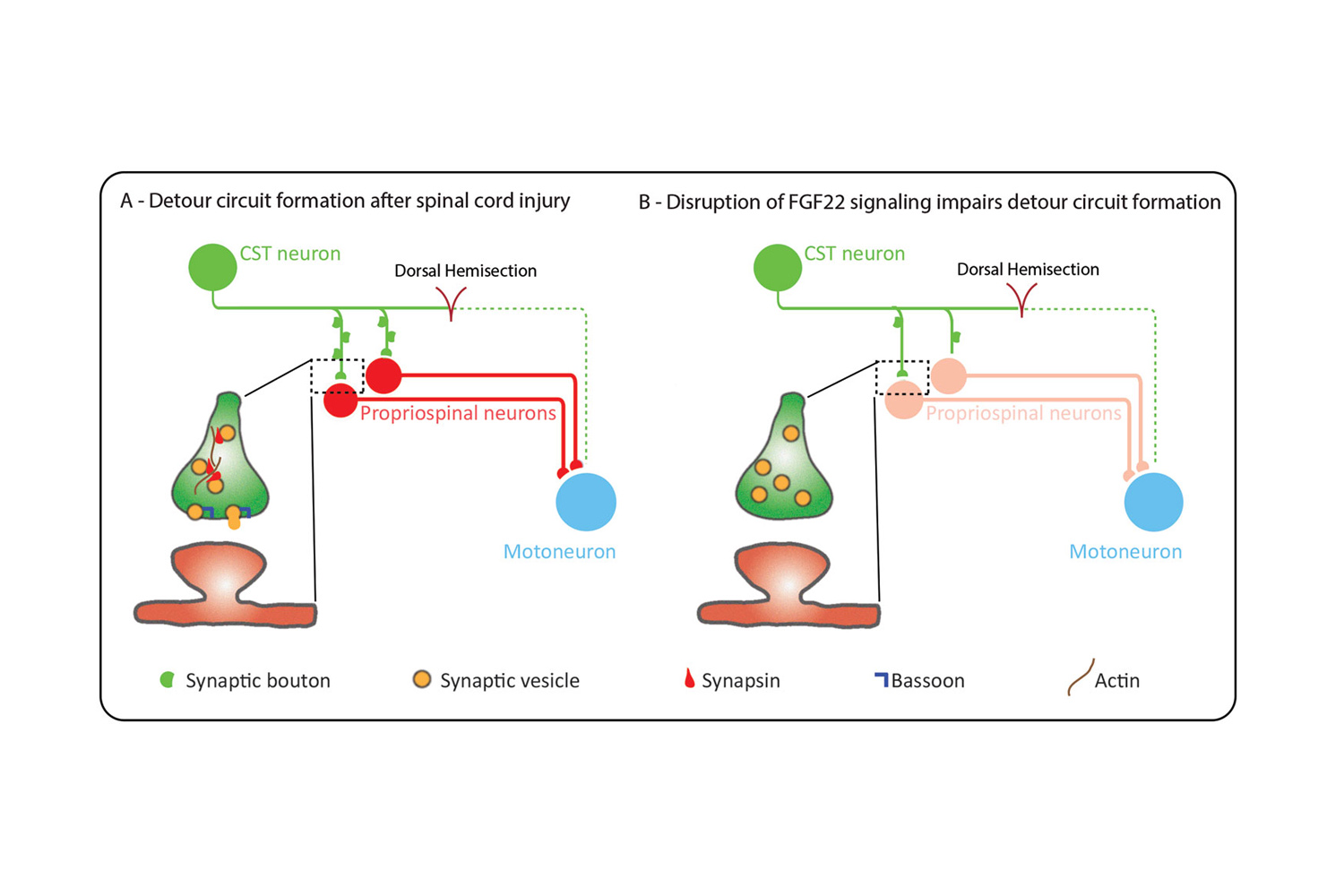 EMBO J. 2015