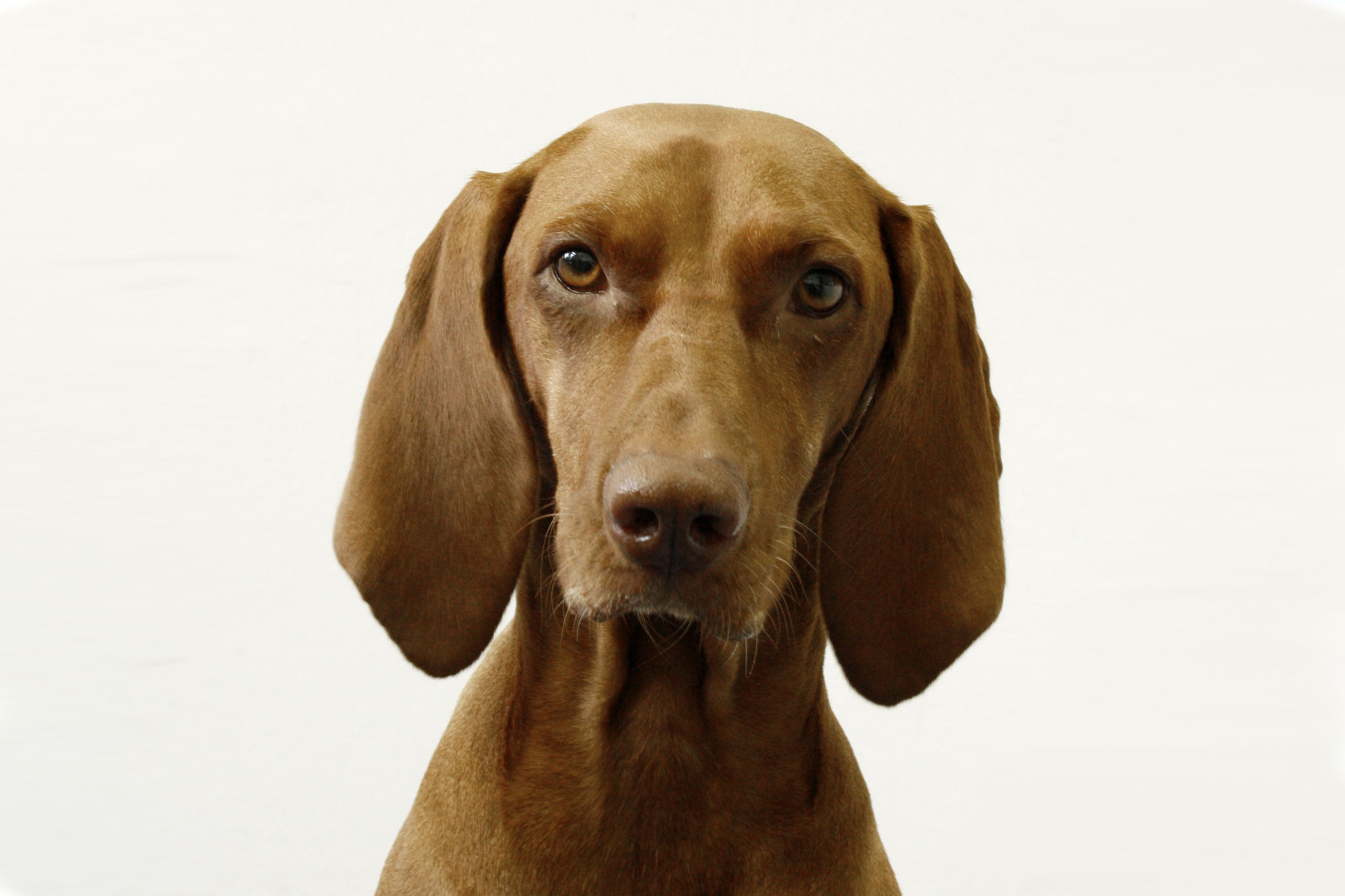 Bürohund Leni